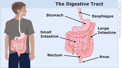 KidsHealth Image